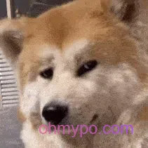 931个精选杂烩表情包8分享-小破站 ohmypo