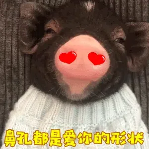 305个小猪表情包分享-小破站 ohmypo