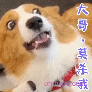 图片[4]-431个狗狗表情包分享-小破站 ohmypo