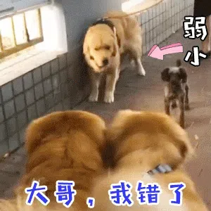 图片[5]-431个狗狗表情包分享-小破站 ohmypo