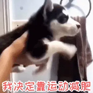 图片[7]-431个狗狗表情包分享-小破站 ohmypo