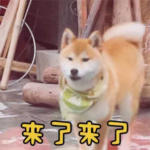 图片[10]-431个狗狗表情包分享-小破站 ohmypo