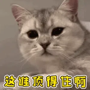图片[8]-1531个猫咪表情包分享-小破站 ohmypo