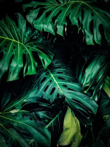 图片[3]-481个植物壁纸分享-小破站 ohmypo