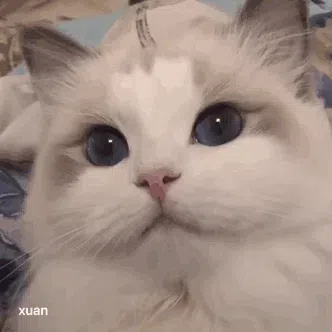 1531个猫咪表情包分享-小破站 ohmypo