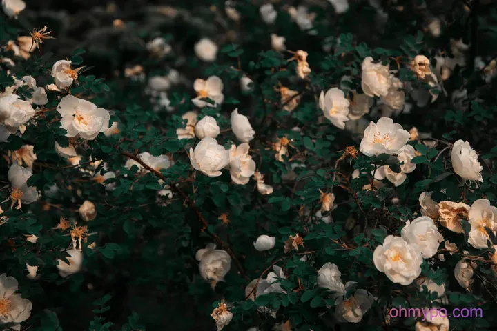 图片[4]-481个植物壁纸分享-小破站 ohmypo