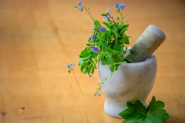 481个植物壁纸分享-小破站 ohmypo